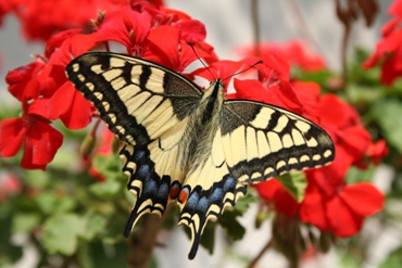 This photo of a butterfly hovering over carnations was so vibrant ... thought it was a perfect example of an image that someone would love and use as either a skin or wallpaper.  Photo by an unknown Romanian photographer.  (This photo not available for download/sale as a skin or wallpaper.)